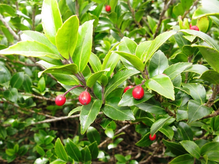 Винтергрин (gaultheria procumbens)