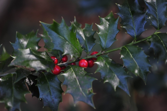 Падуб остролистный