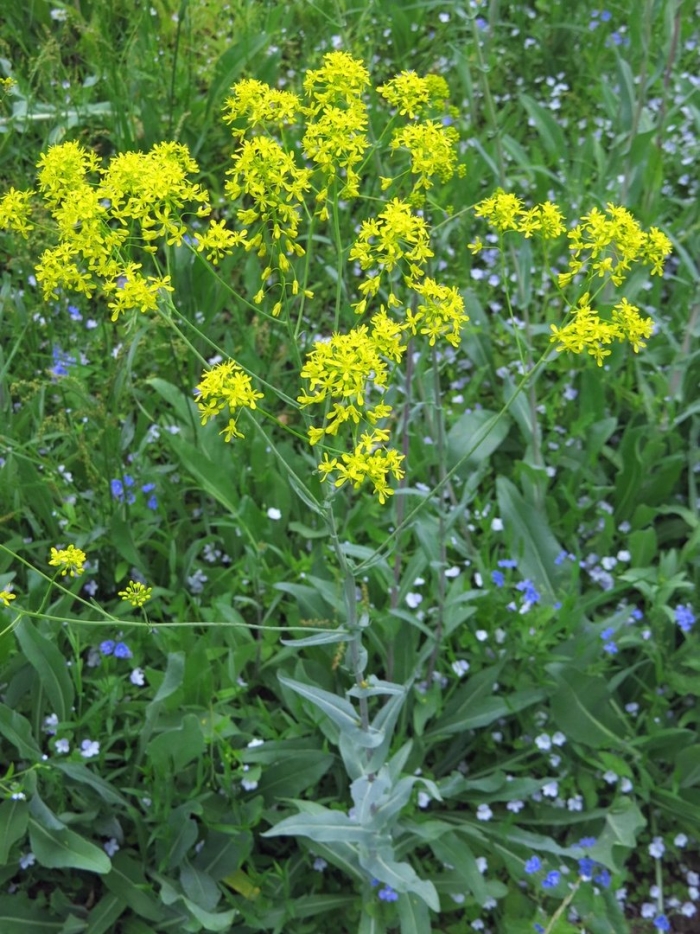 Свербига восточная bunias orientalis