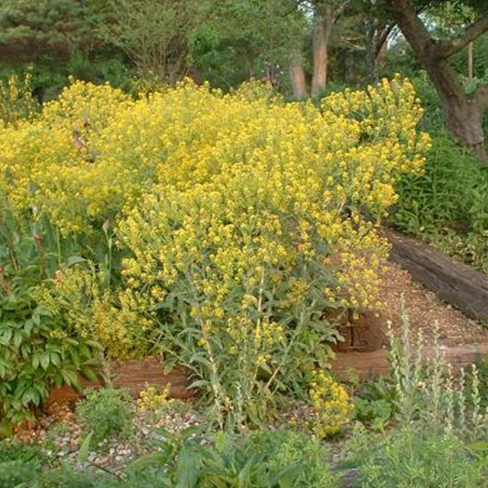 Вайда красильная (isatis tinctoria)
