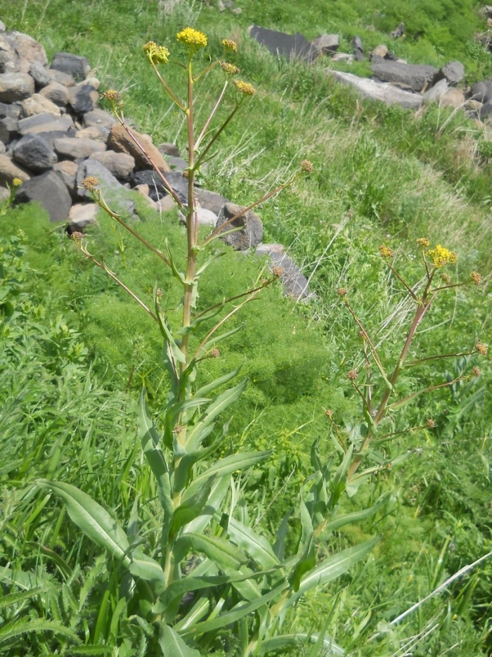 Sisymbrium brassiciforme
