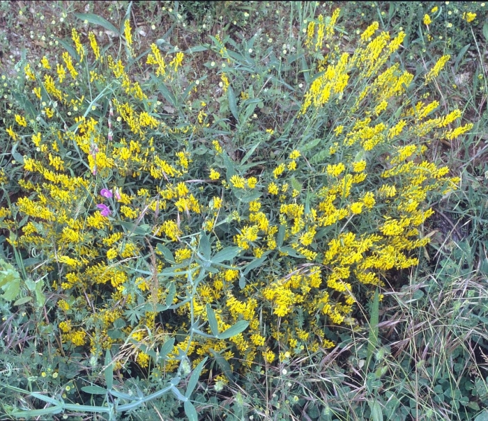 Дрок красильный (genista tinctoria)