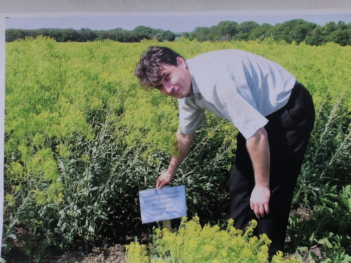 Вайда красильная пимонов