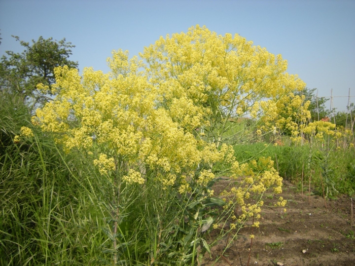 Isatis tinctoria