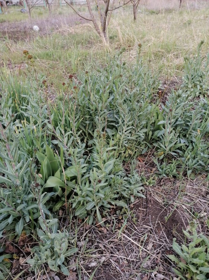 Усьма вайда красильная