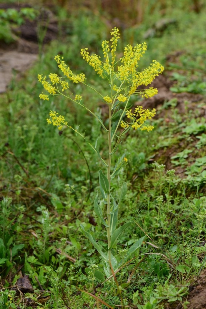 Solidago velutina
