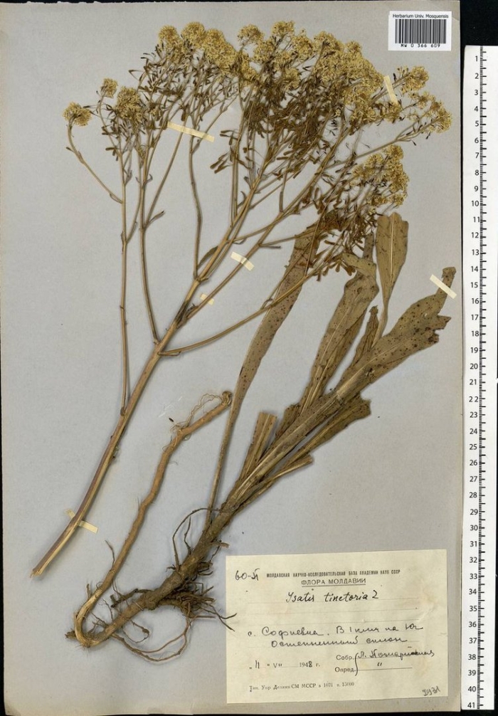 Свербига восточная гербарий