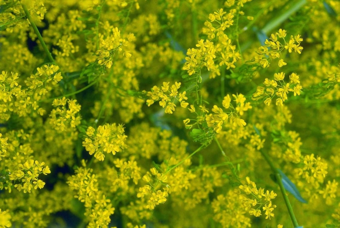 Сурепка обыкновенная