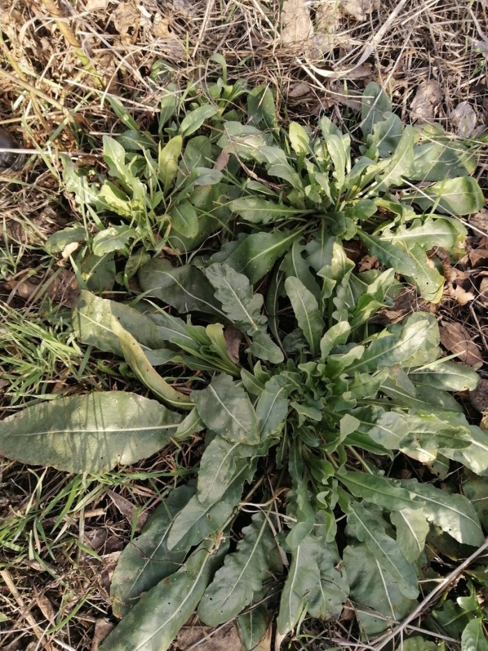 Растение щавель