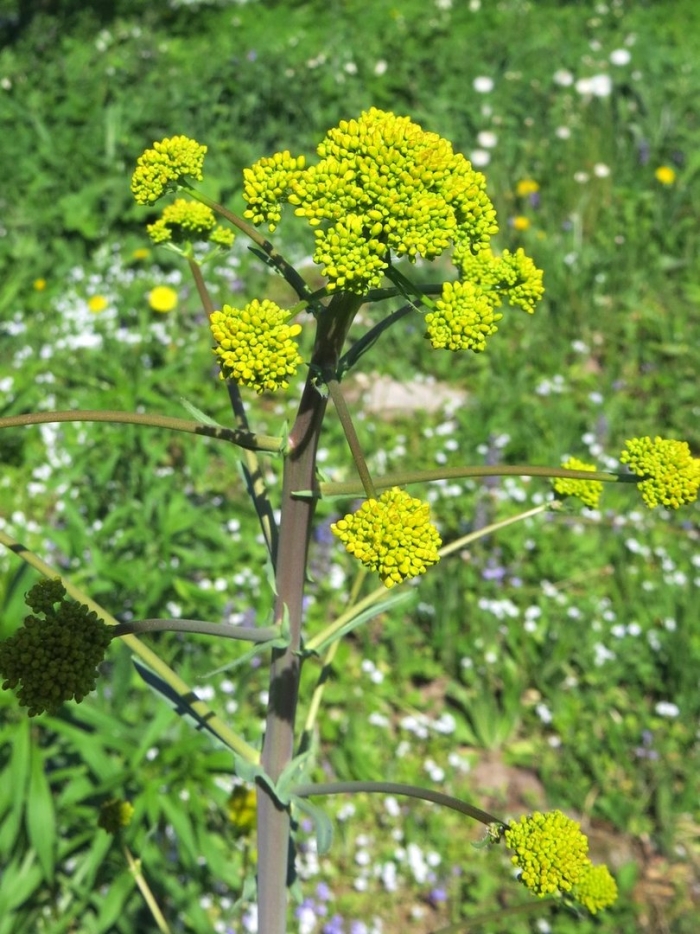 Ферула джунгарская