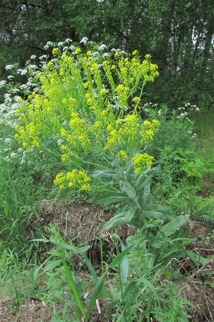 Дикая редька свербига
