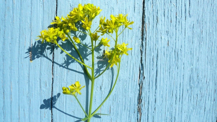 Вайда красильная