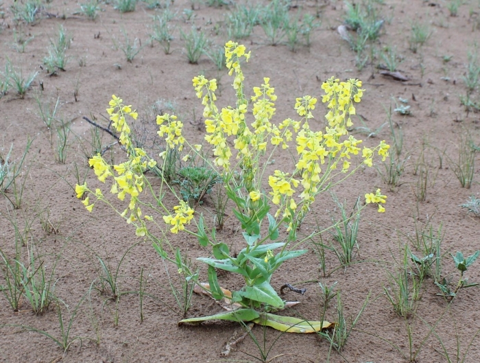Brassica nipposinica