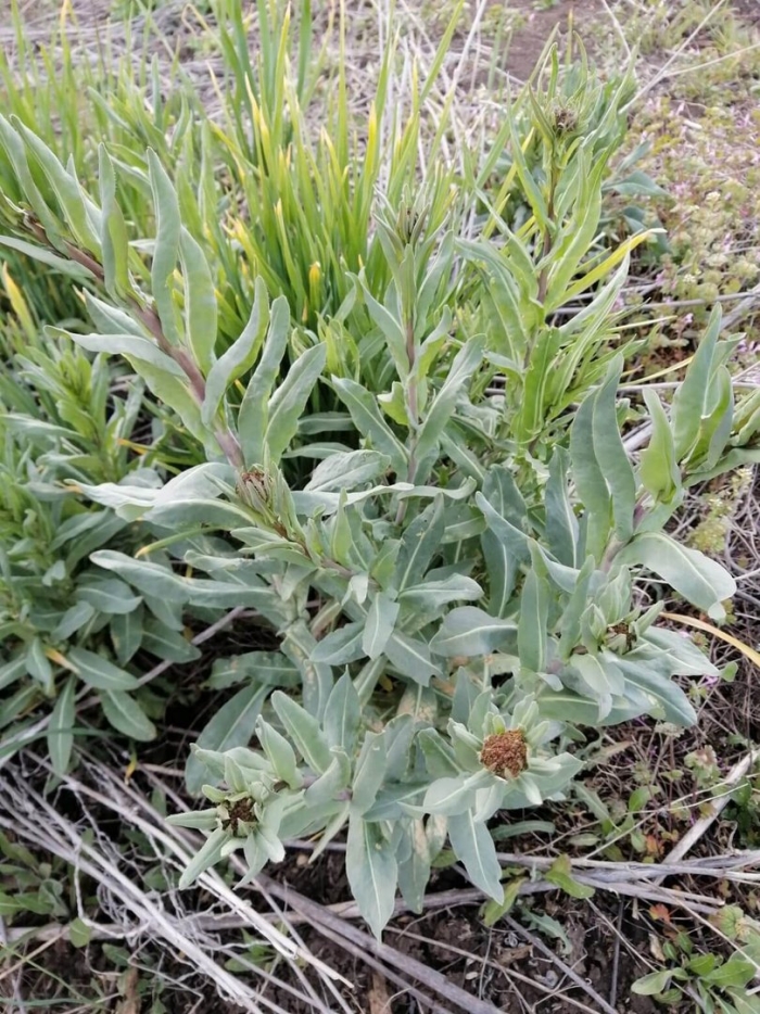 Анафалис трёхжилковый