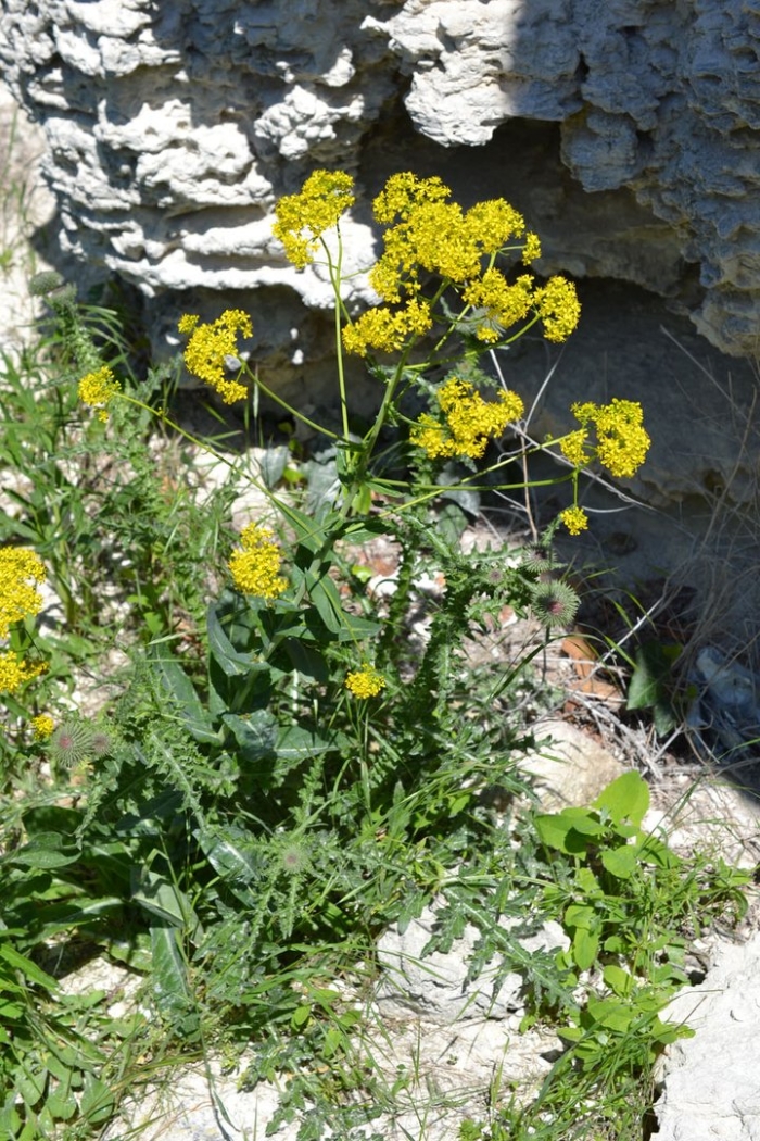 Jacobaea adonidifolia