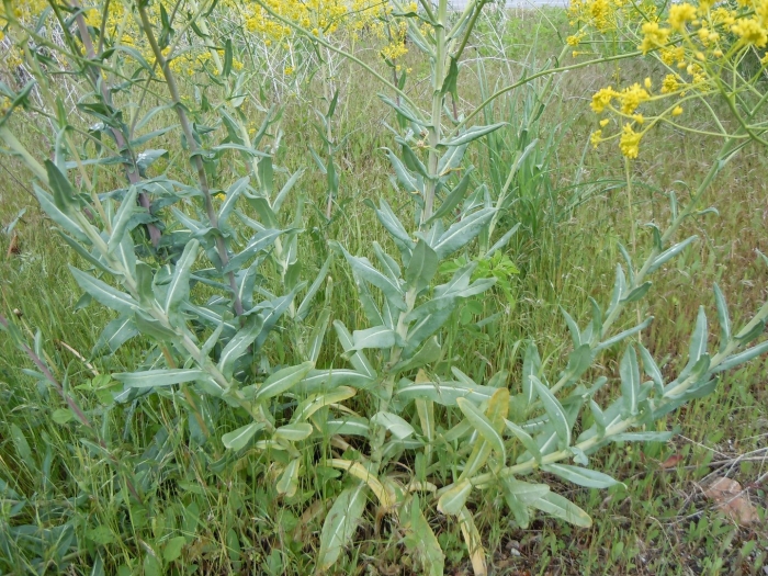 Isatis tinctoria