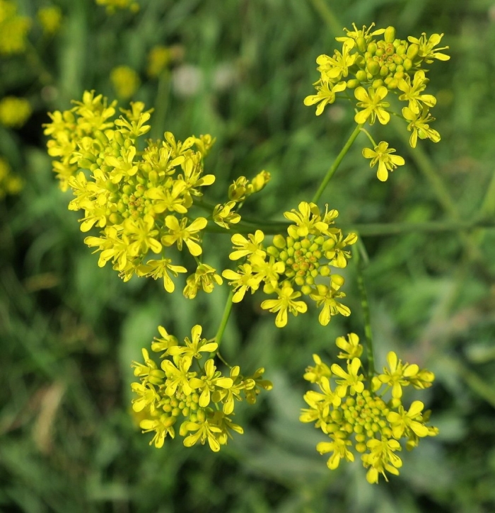 Вайда красильная