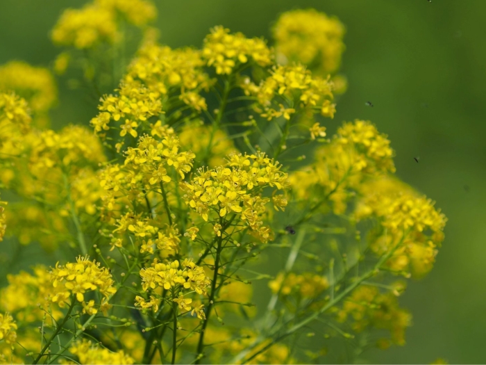 Горчица сизая сарептская