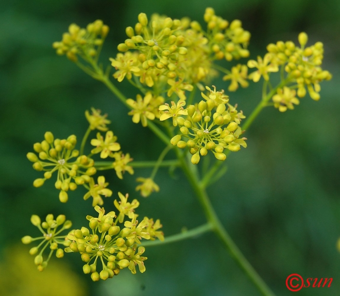 Вайда красильная (isatis tinctoria)