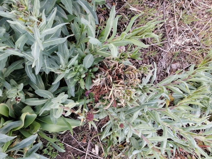 Сушеница топяная