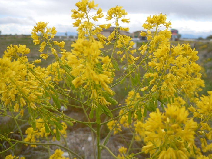 Brassica rapa subsp rapifera