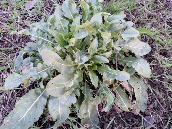 Щавель широколистный