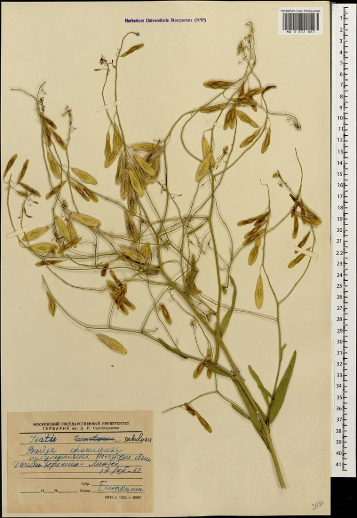 Вайда песчаная