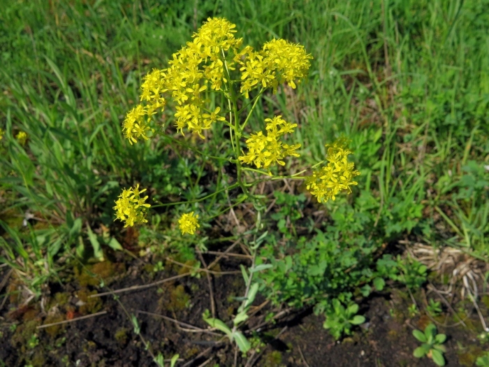 Вайда красильная (isatis tinctoria)