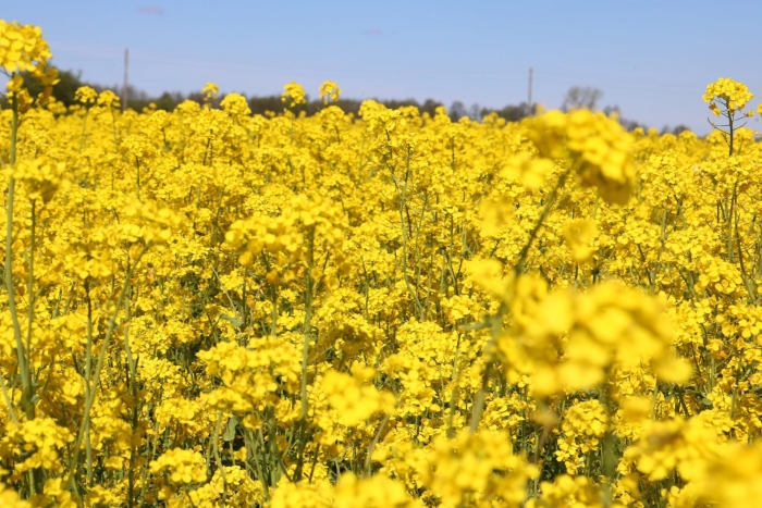 Растение рапс