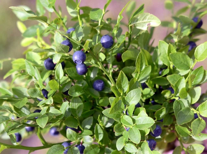 Черника миртолистная