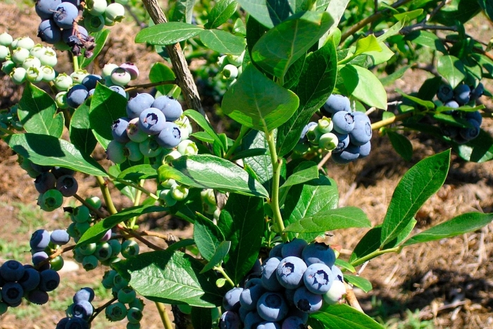 Голубика высокорослая дюк