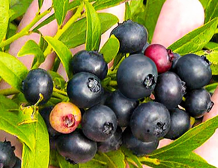 Арония черноплодная «неро»