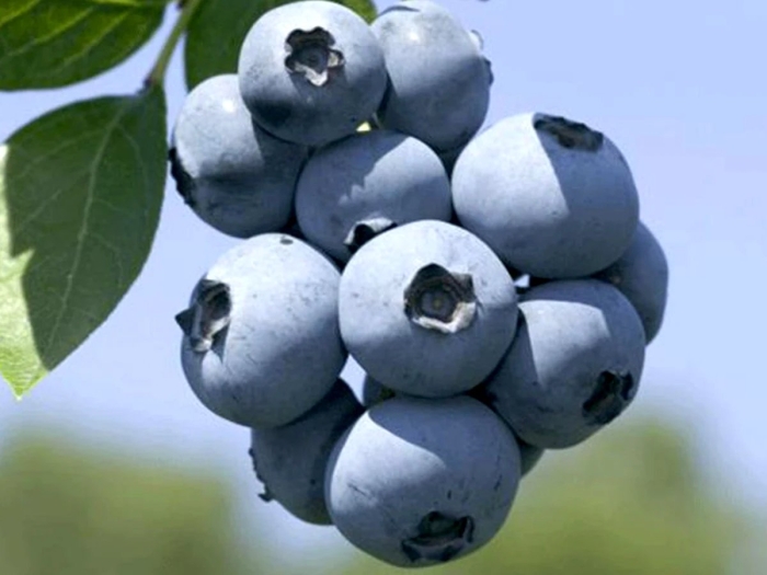 Голубика высокорослая