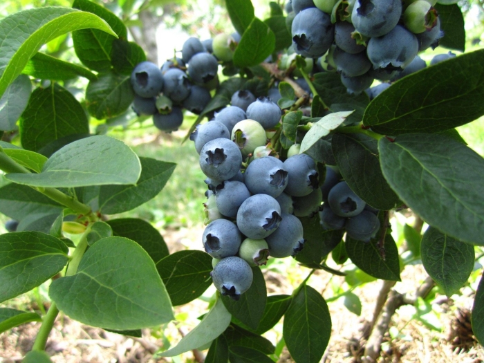 Голубика высокорослая элизабет