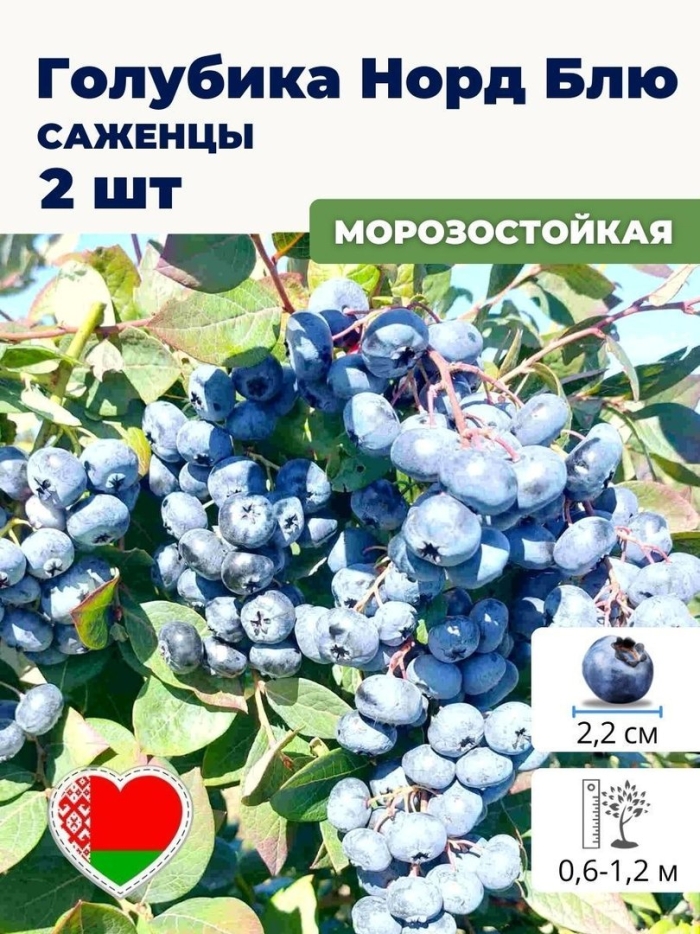 Голубика норт блю