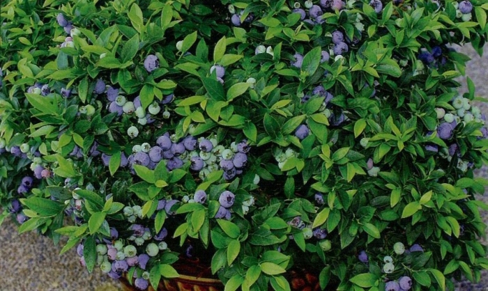 Голубика блюэтта