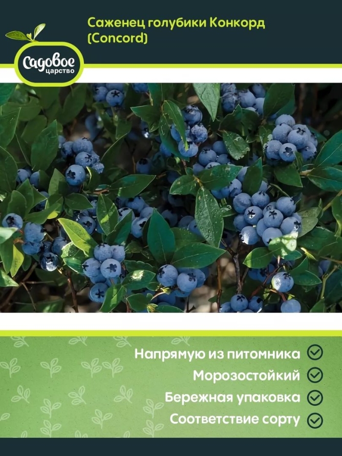 Голубика блюкроп аэлита