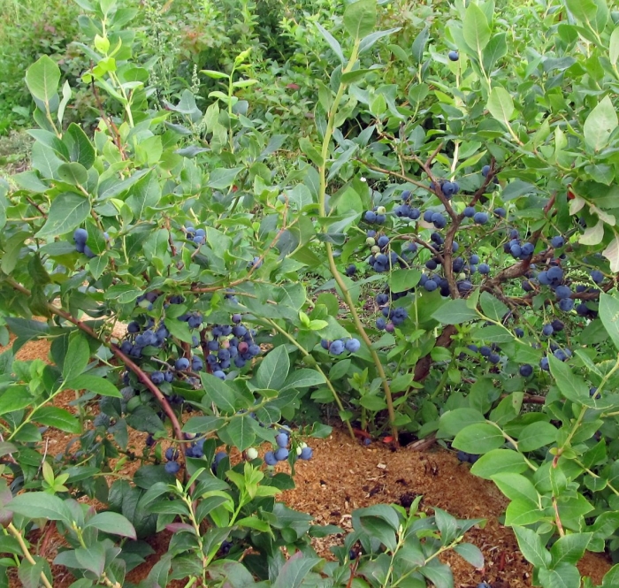 Голубика сорт нортланд