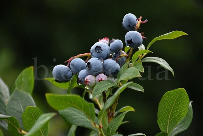 Голубика высокорослая bluecrop