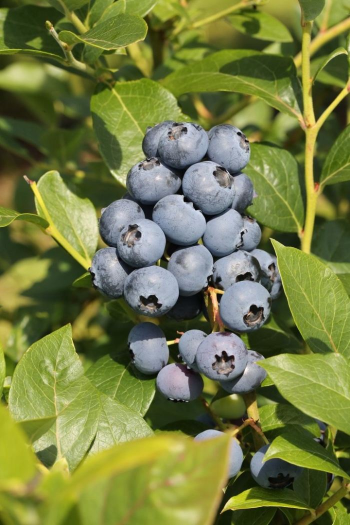 Голубика сиерра