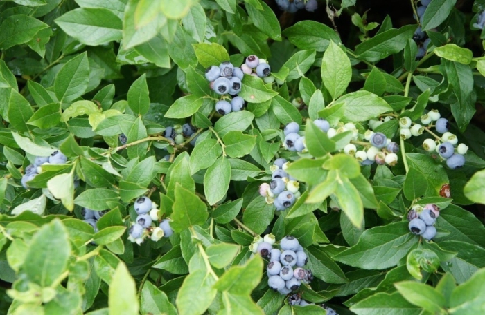 Голубика высокорослая норт кантри