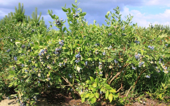 Голубика высокорослая спартан