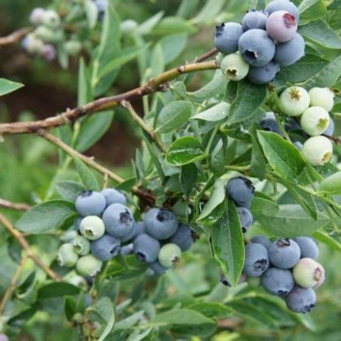 Голубика блюголд