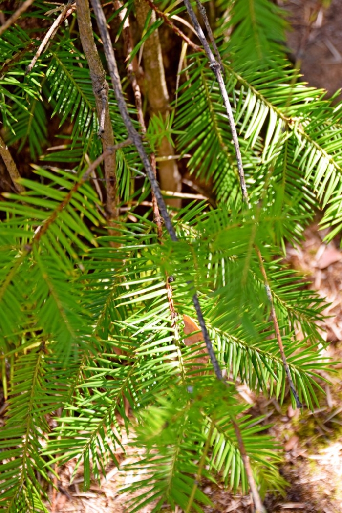 Pseudotsuga menziesii
