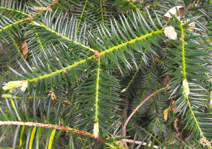 Taxus canadensis