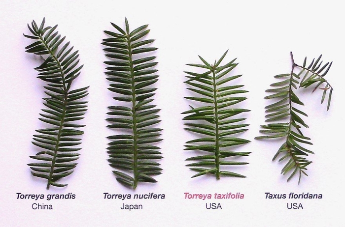 Taxus floridana