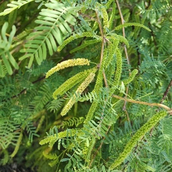 Prosopis glandulosa var torreyana