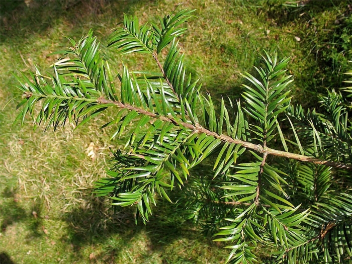 Тис остроконечный taxus cuspidata