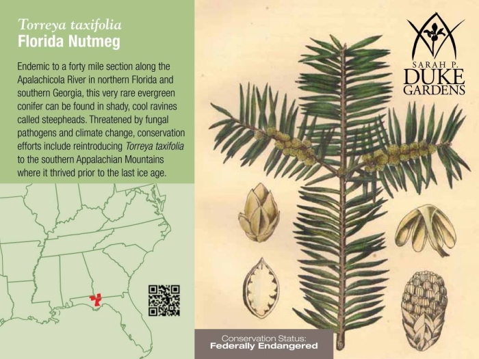 Cephalotaxus drupacea