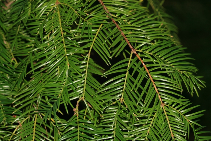 Abies alba pendula